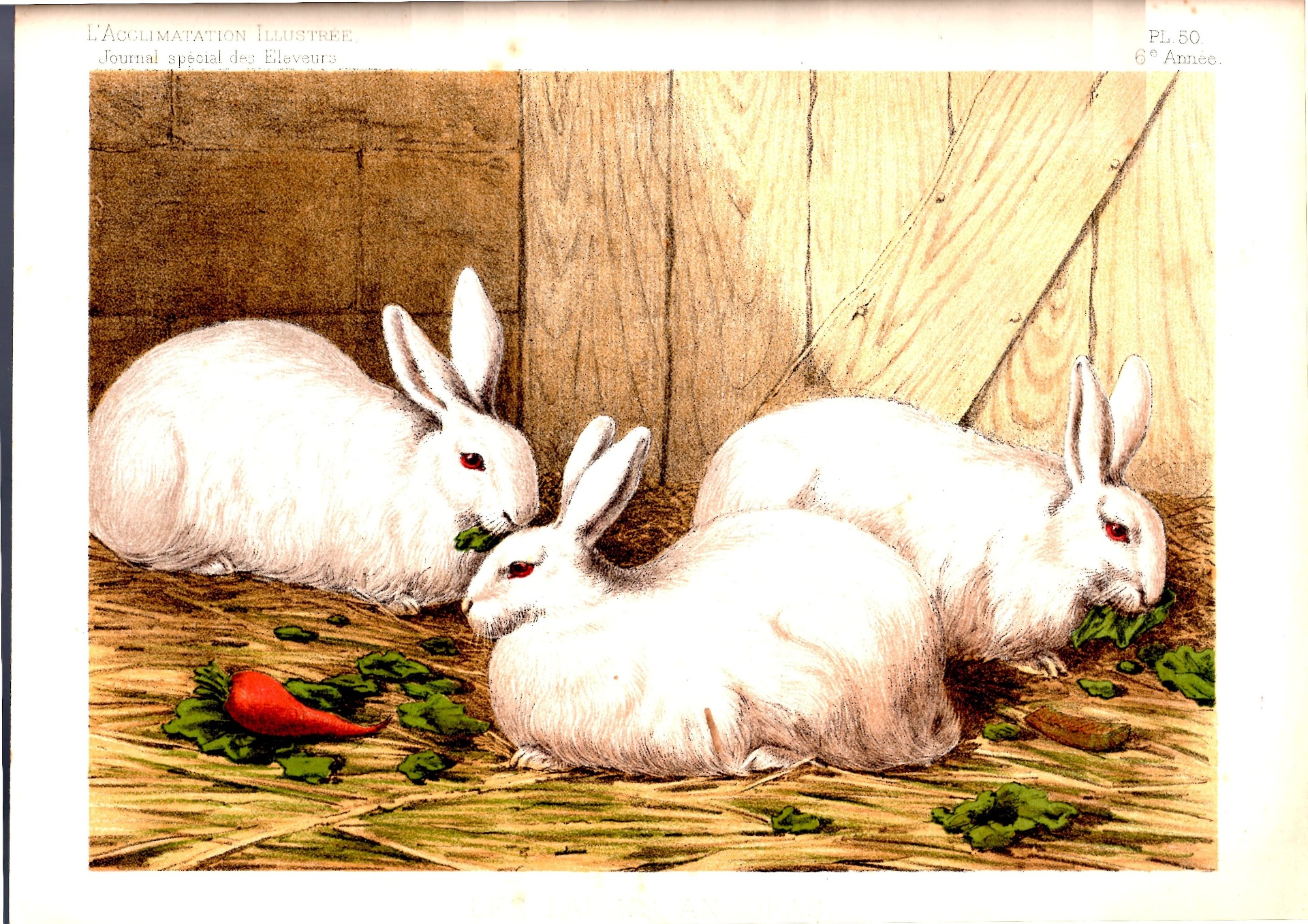 Angora – Acclimatation illustrée de 1887