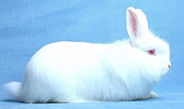 Renard blanc YR – photo HK – Verlag - Kaninchenzeitung