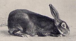 Rex Castor – Abbé GILLET 1925