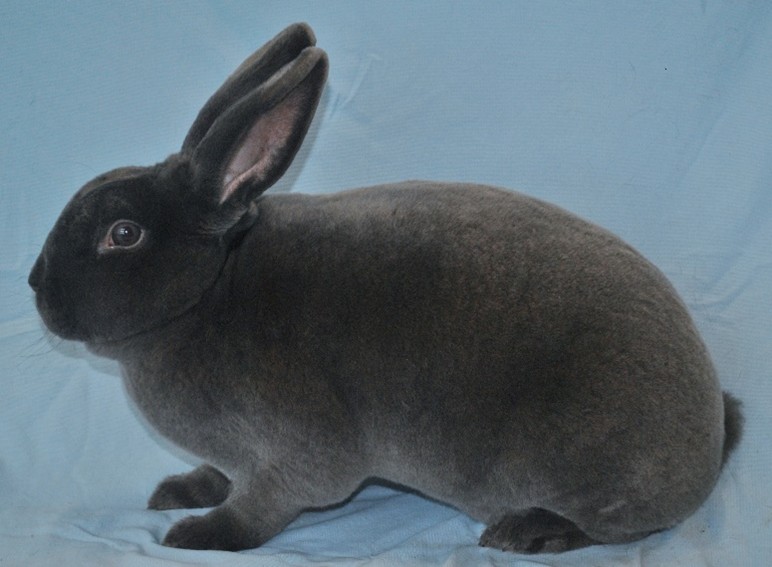 Rex Bleu – photos Eddy MAYEUR