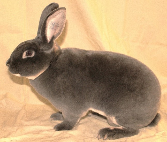 Rex Opale – photos Philippe GINFRAY     