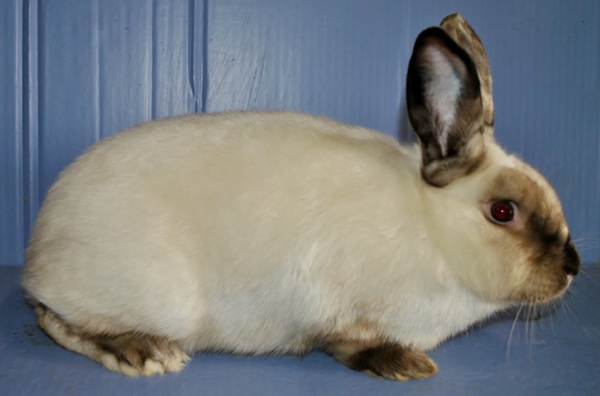 Satin Siamois – Eddy MAYEUR