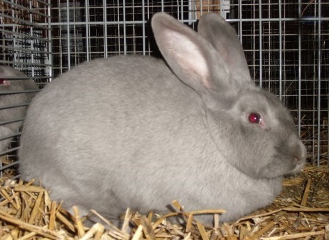 Photographie – Les Amis du Petit Elevage 