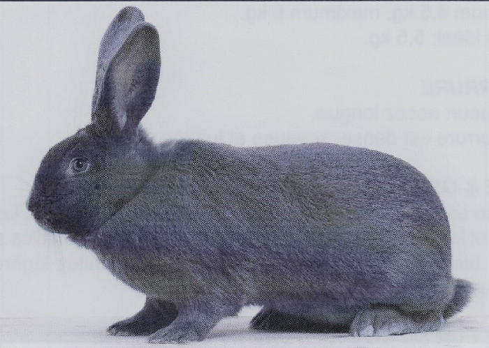 Bleu de Ham :: Fédération Française de Cuniculiculture