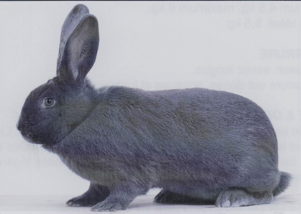 Bleu de Ham - Std Belge 2010