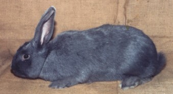 Photographie Robert SMETS