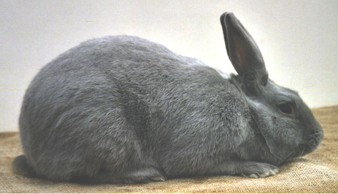 Beveren bleu – photo StD EE