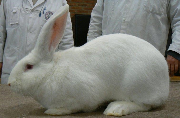 Blanc de Termonde - Photo Philippe GINFRAY