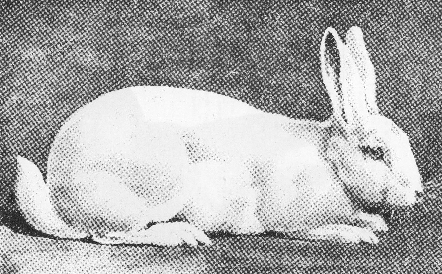 Blanc de Termonde Standard belge 1990