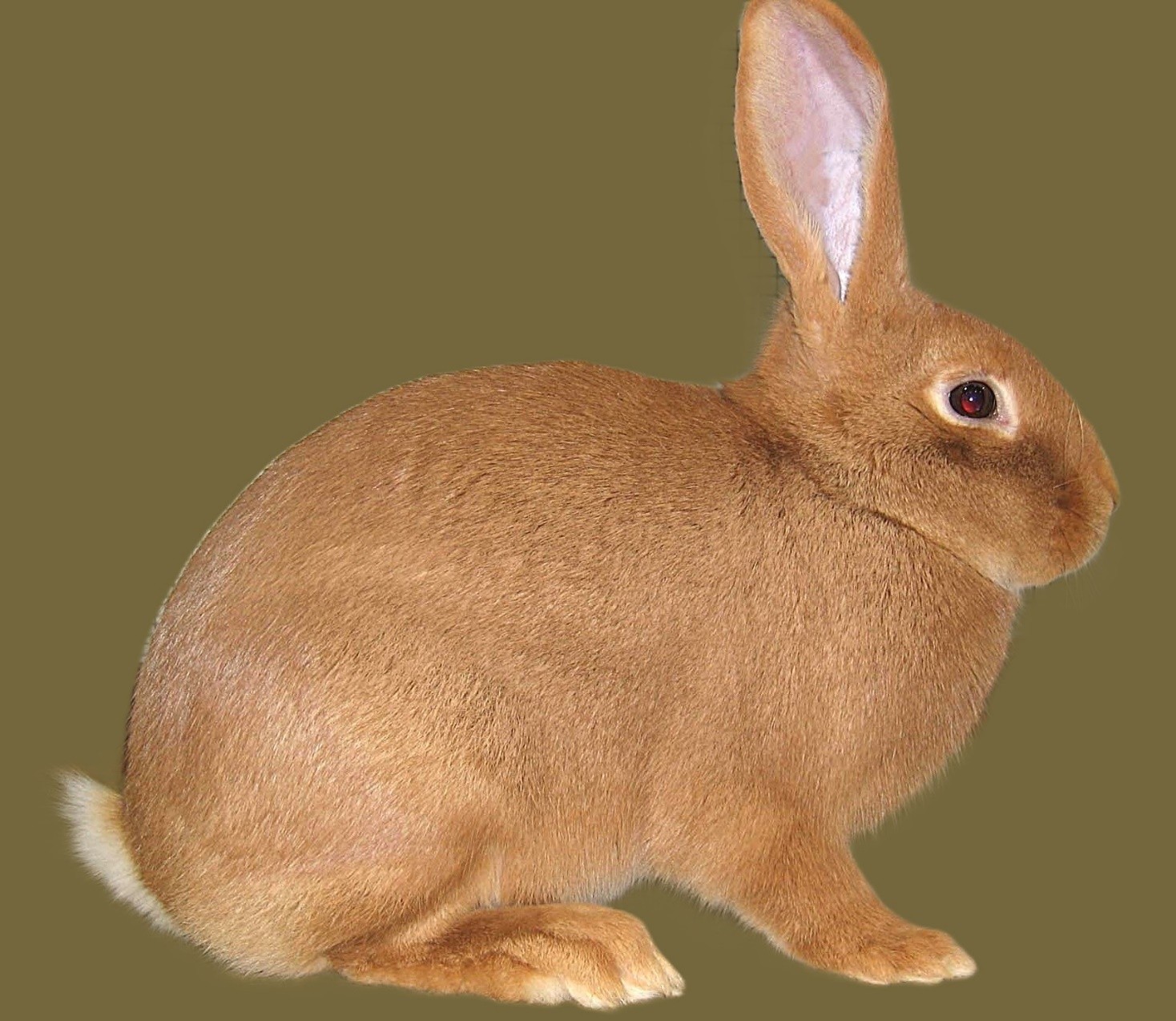 Bourguignon – photo Michel GRUAZ