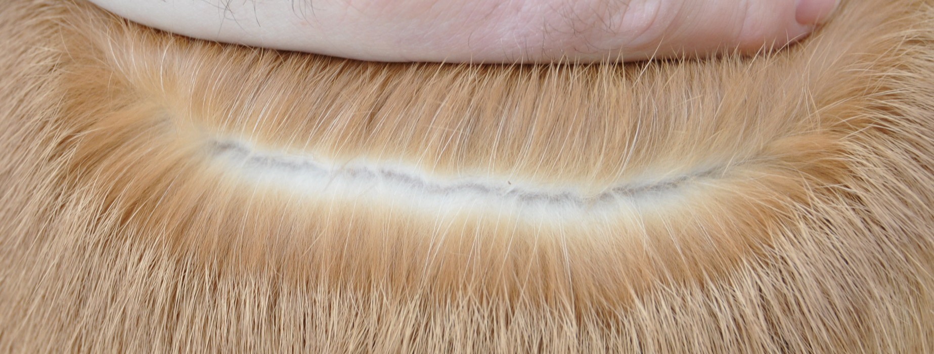 Sous-couleur du Bourguignon – photo Michel GRUAZ