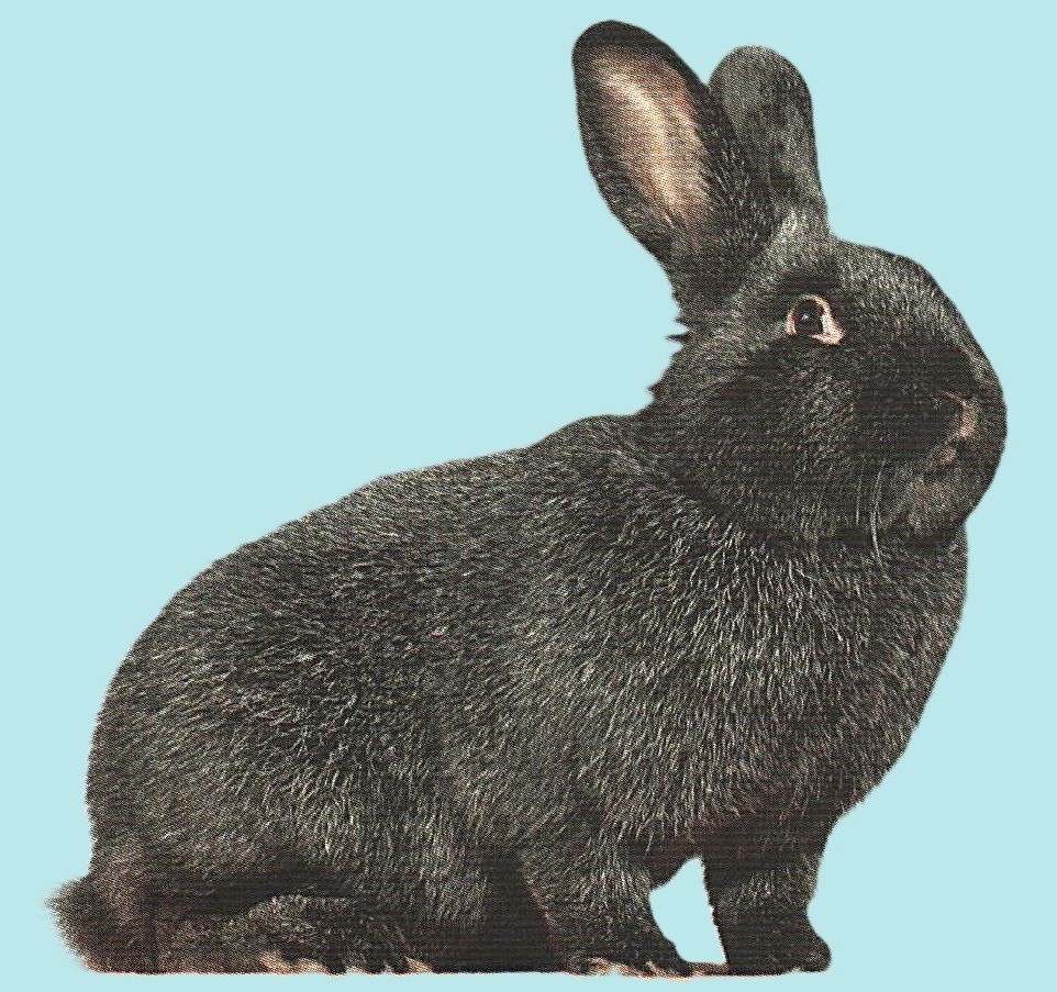 Grand Argenté noir – photo StD EE