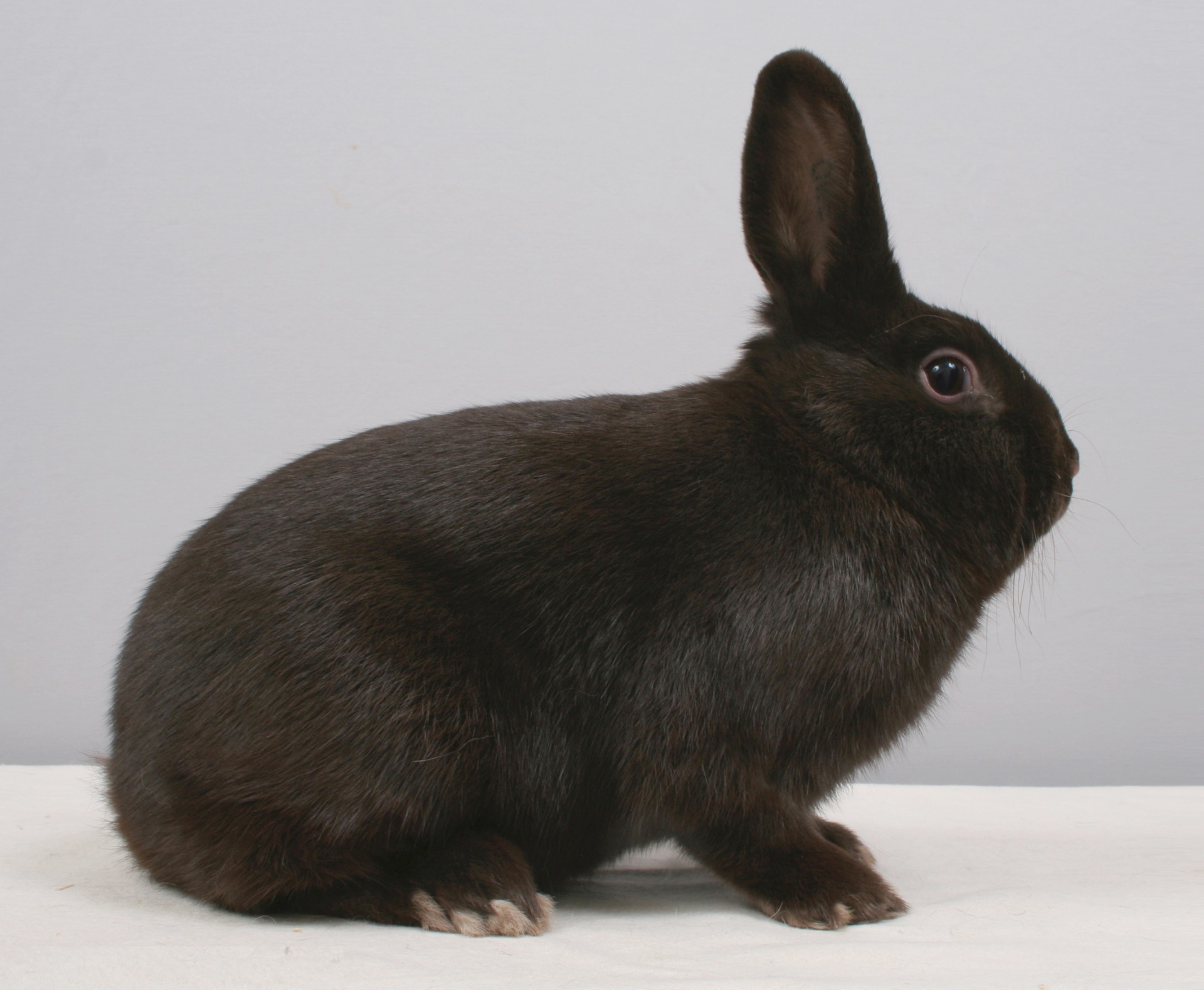 Havane (type allemand) - Photographie W. HOEKSTRA