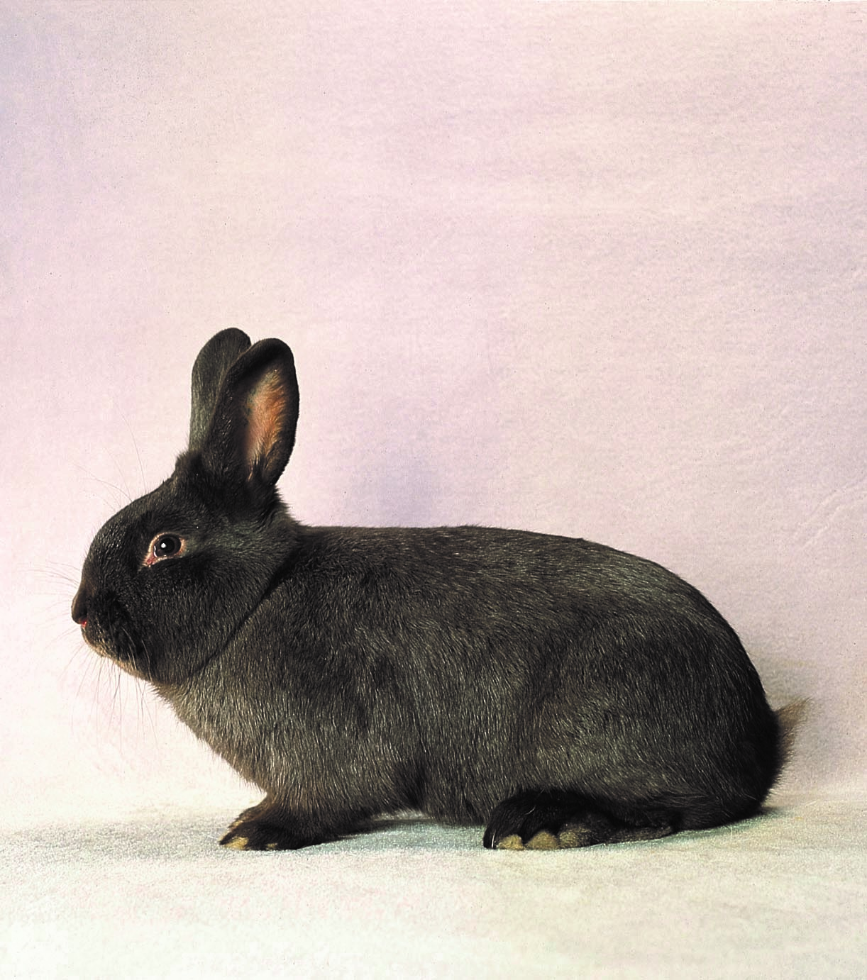 Standard allemand 2018