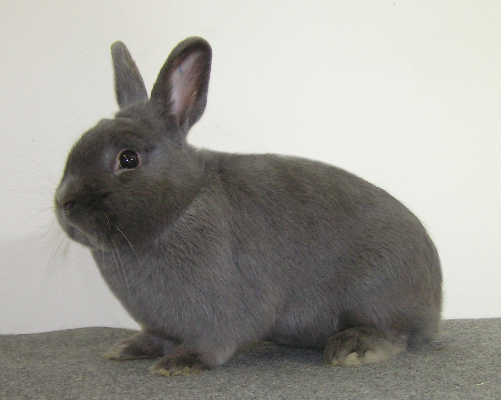 Bleu  de Holice – photo Standard EE 