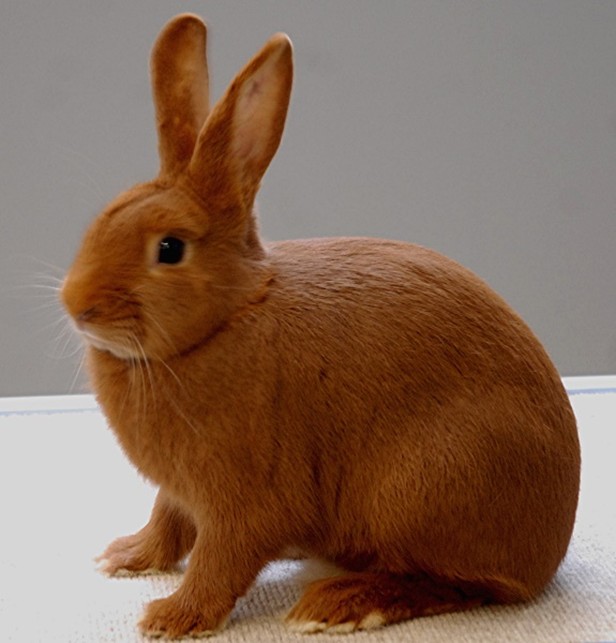 Doré de Saxe - photo Michel GRUAZ