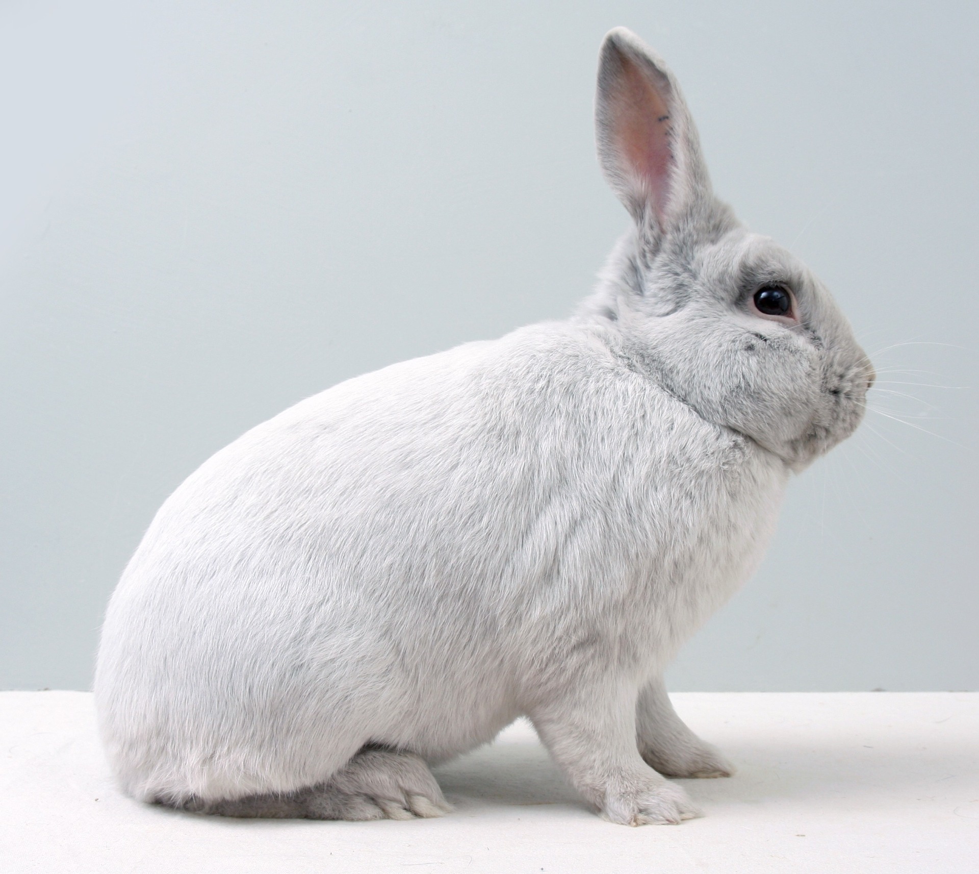 Gouwenaar – photo W. HOEKSTRA