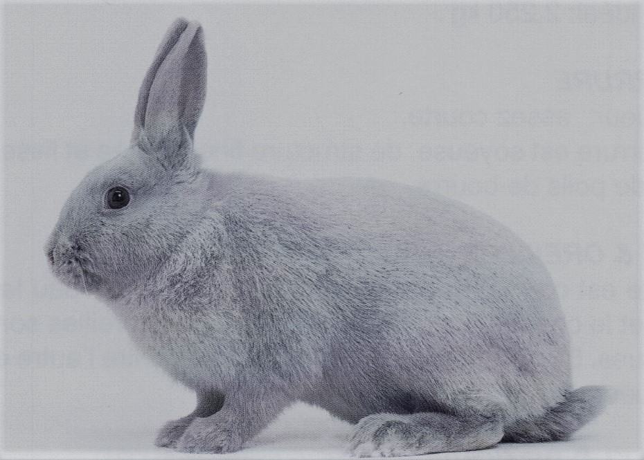 Gris Perle de Hal – Std belge 2010