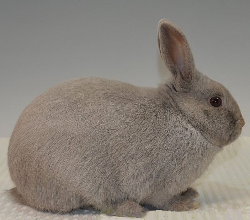 Gris Perle de Hal – Rudy PAUWELS