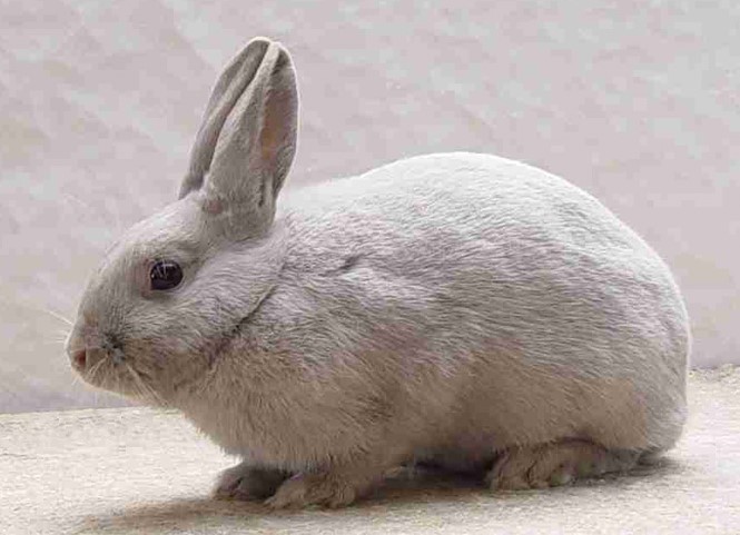 Gris Perle de Hal – Les Amis du Petit Elevage