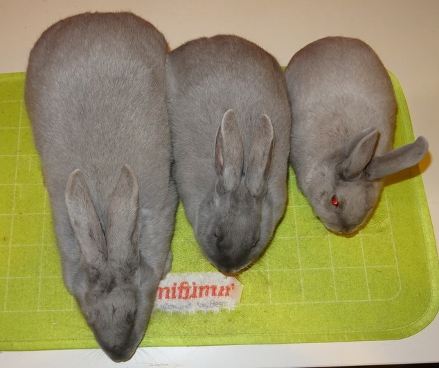 Photographie R. DERAVET