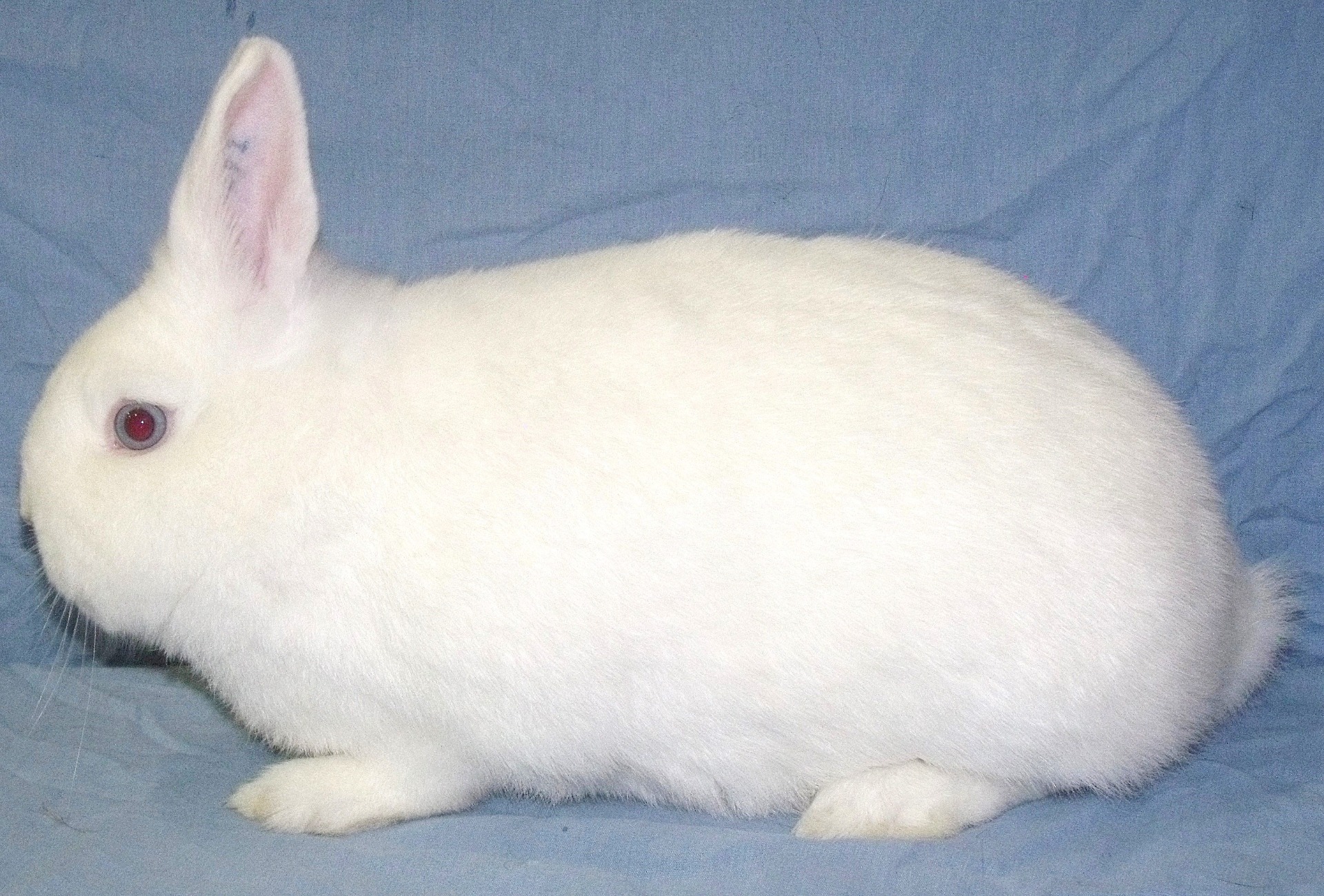 Hulstlander – photo Eddy MAYEUR