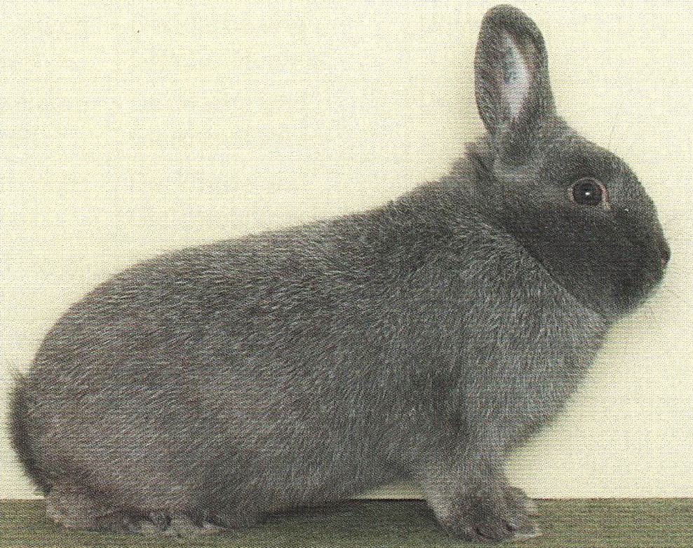                                                                        Petit Argenté bleu – photo StD EE