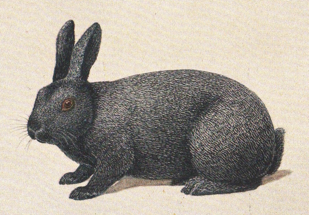 Illustration du livre « UNSERE KANINCHEN » du Dr José FILLER - 1942