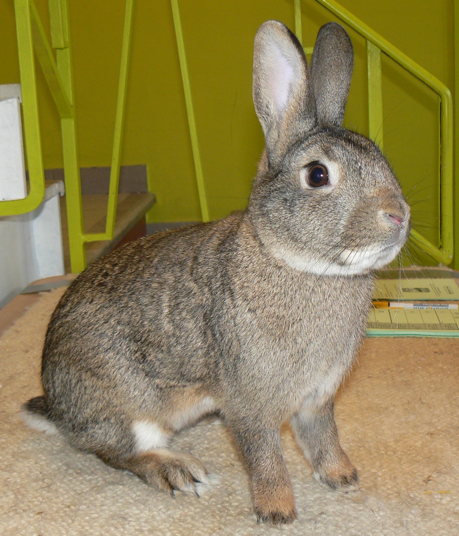 Steenkonijn gris garenne – photo R. DERAVET   