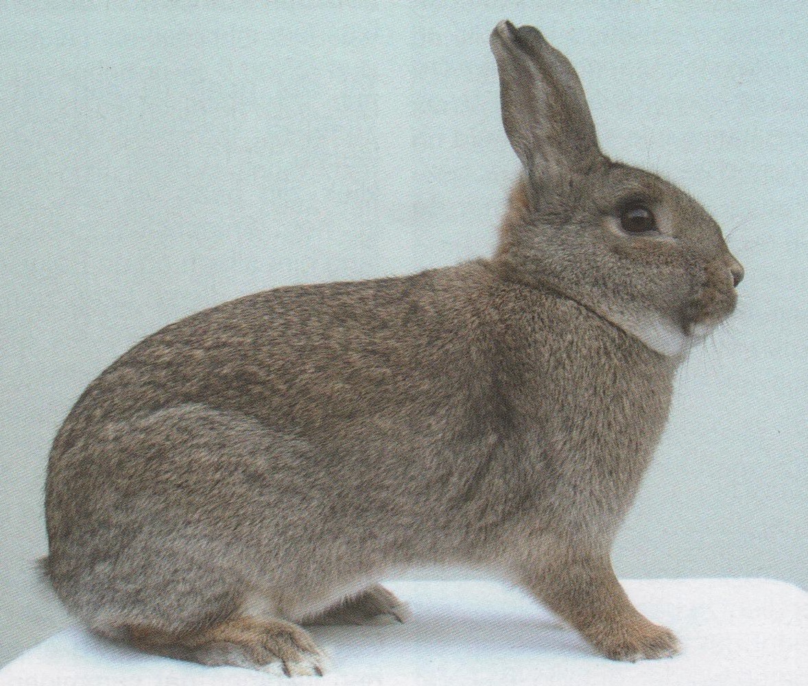 Steenkonijn gris garenne – photo Alfons VERVLOET 