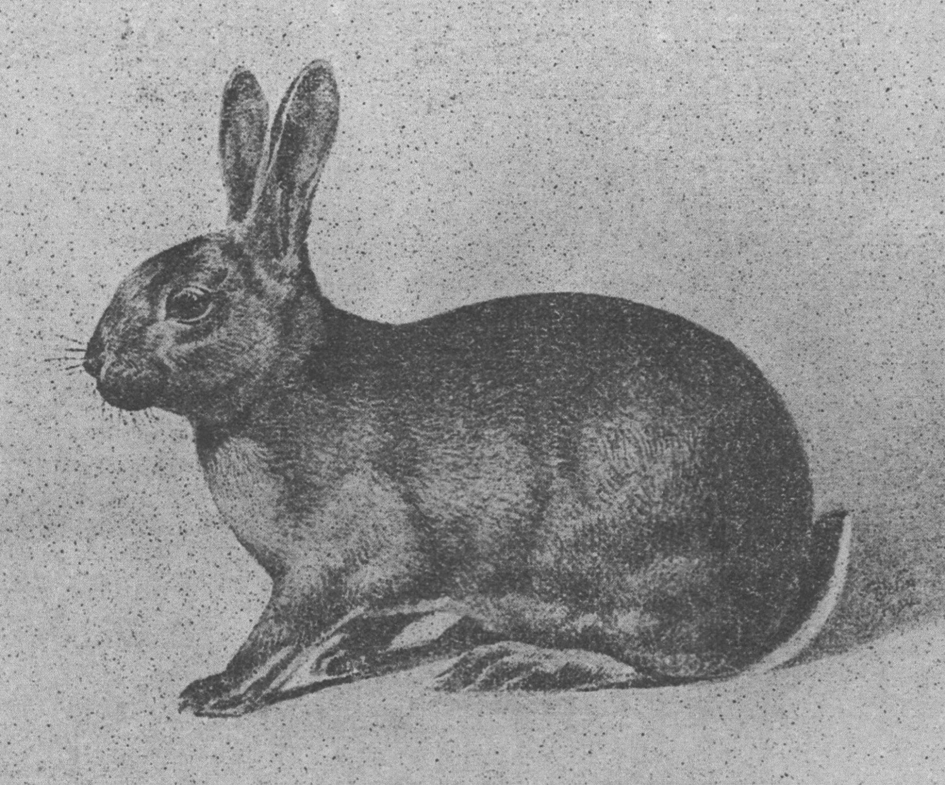 Steenkonijn – illustration standard belge 1934