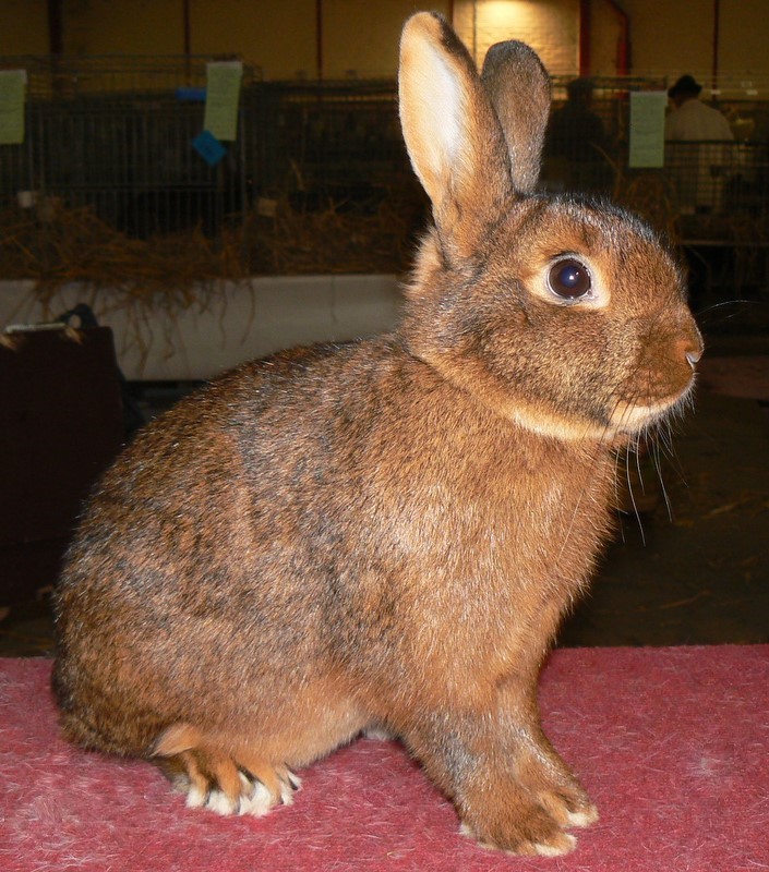 Steenkonijn lièvre – photo R. DERAVET