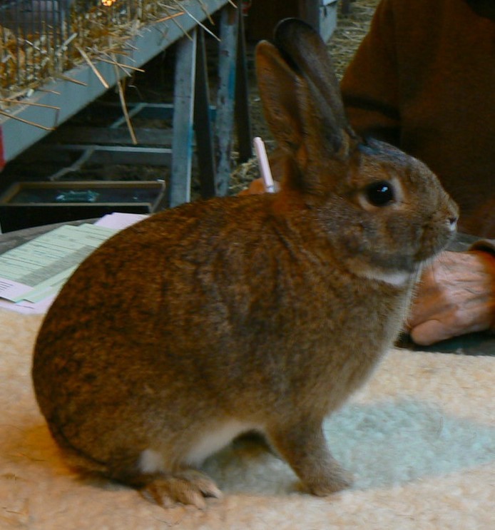 Steenkonijn gris lièvre – photo R. DEERAVET 