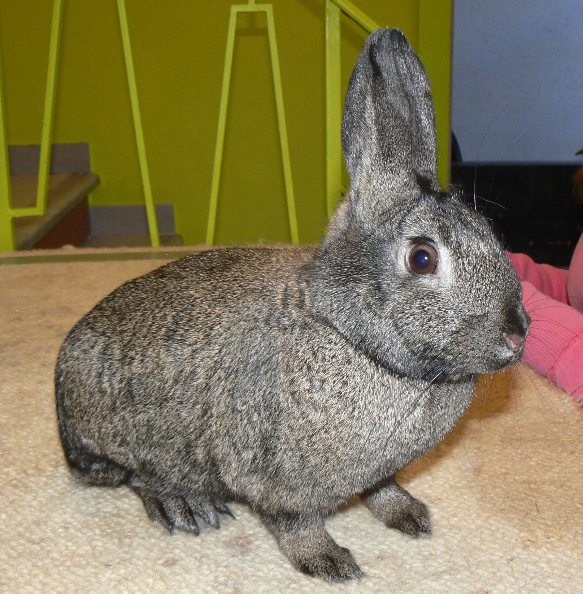 Steenkonijn gris fer – photo R. DERAVET