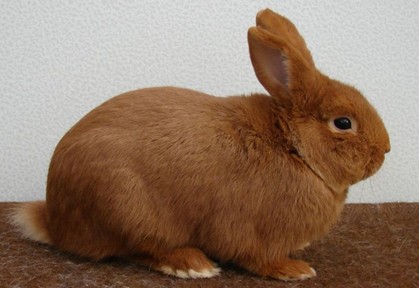 Thrianta - Les Amis du Petit Elevage