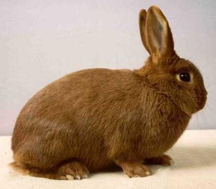 Thrianta – Documents Edwin Broekhuizen