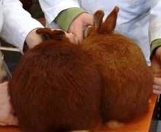 Lapin de gauche trop rouge