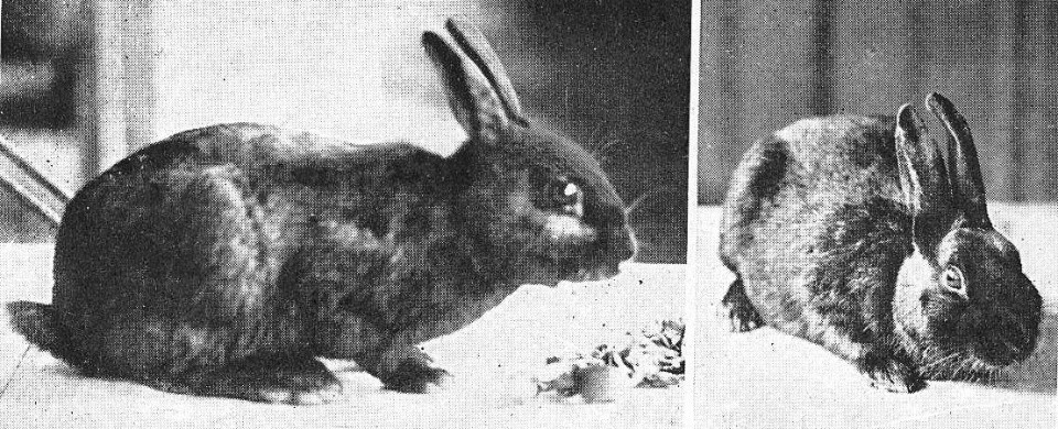 Alaska – Vie à la Campagne avril 1923