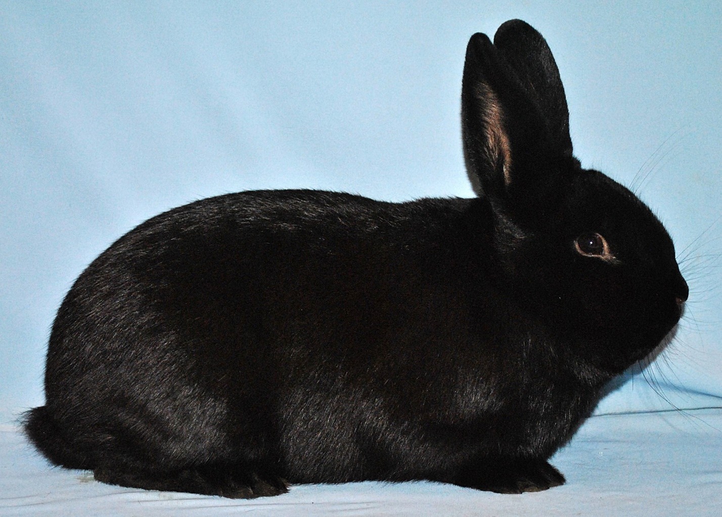                    Alaska – photo Eddy MAYEUR