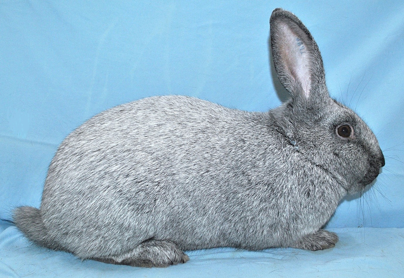 Argenté de Champagne – photo Eddy MAYEUR