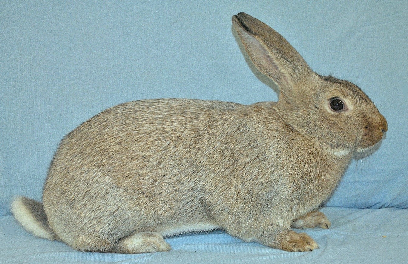                    Argenté de Saint Hubert – photo Eddy MAYEUR