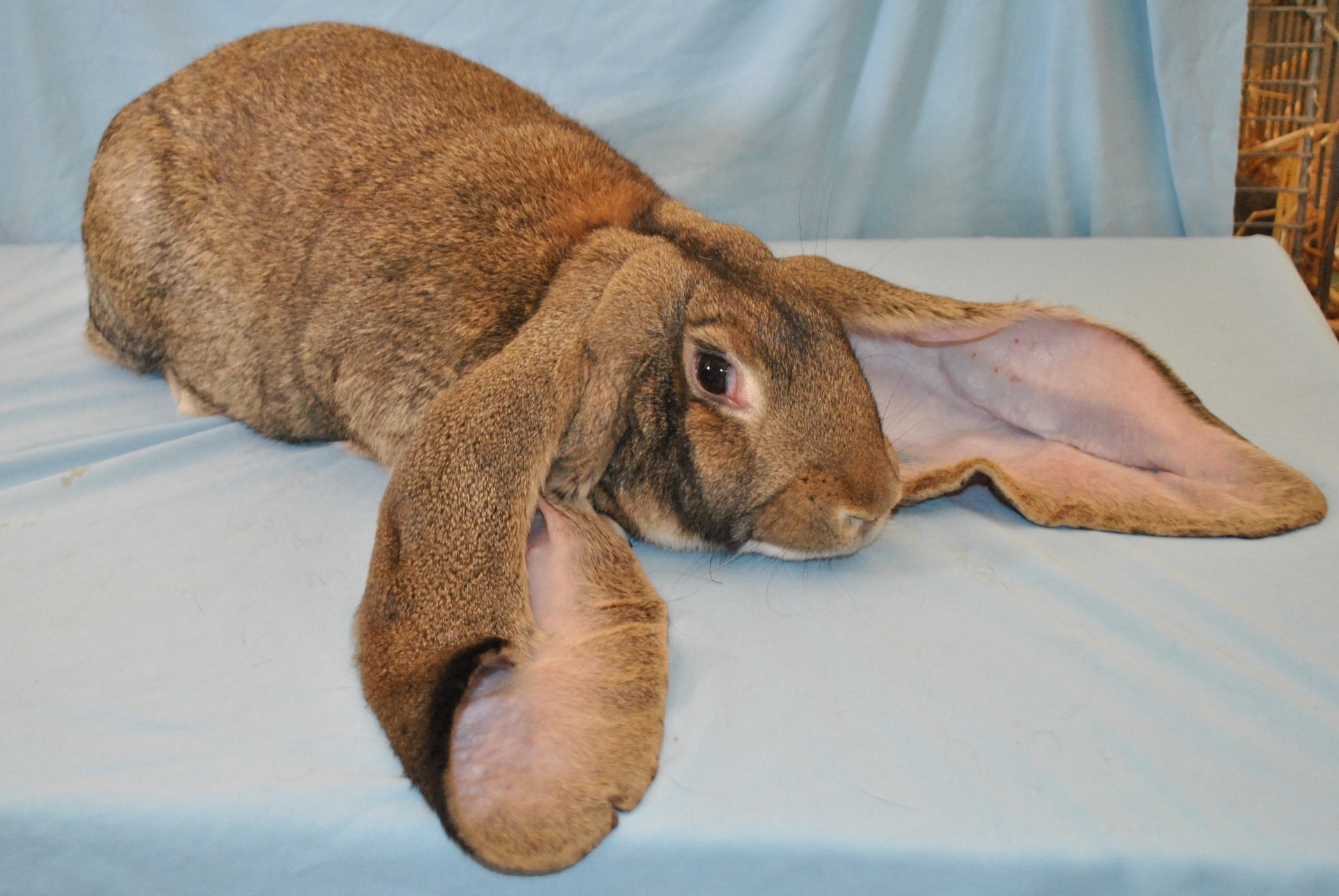 Bélier Anglais gris garenne – photo Eddy MAYEUR