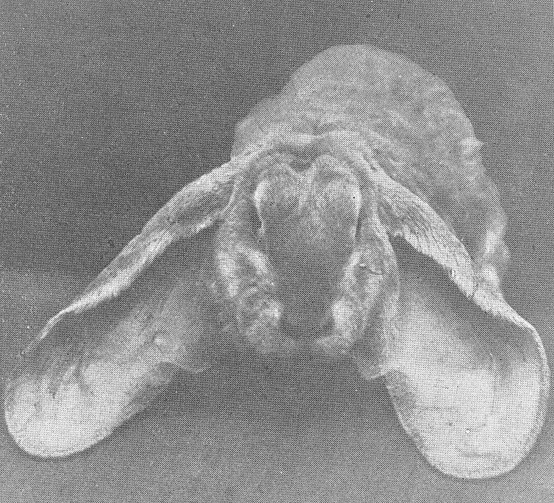 Vie à la Campagne spécial lapins – avril 1923