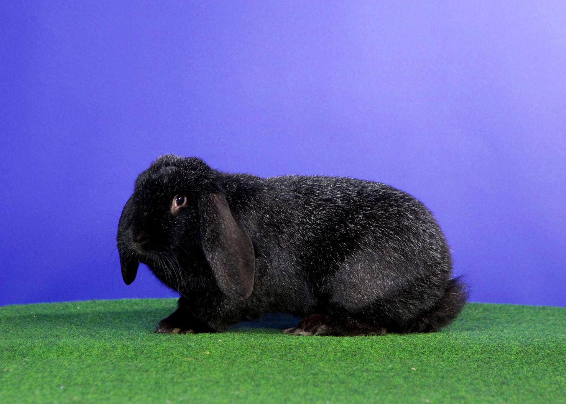 Bélier Meissner noir  -  Photographie Standard allemand