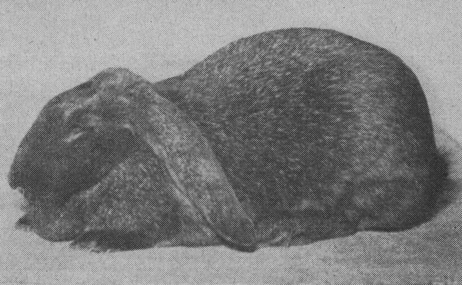 Femelle Bélier Meissner noir