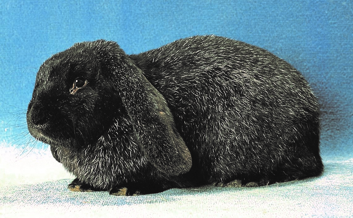 Bélier Meissner noir  -  Standard EE