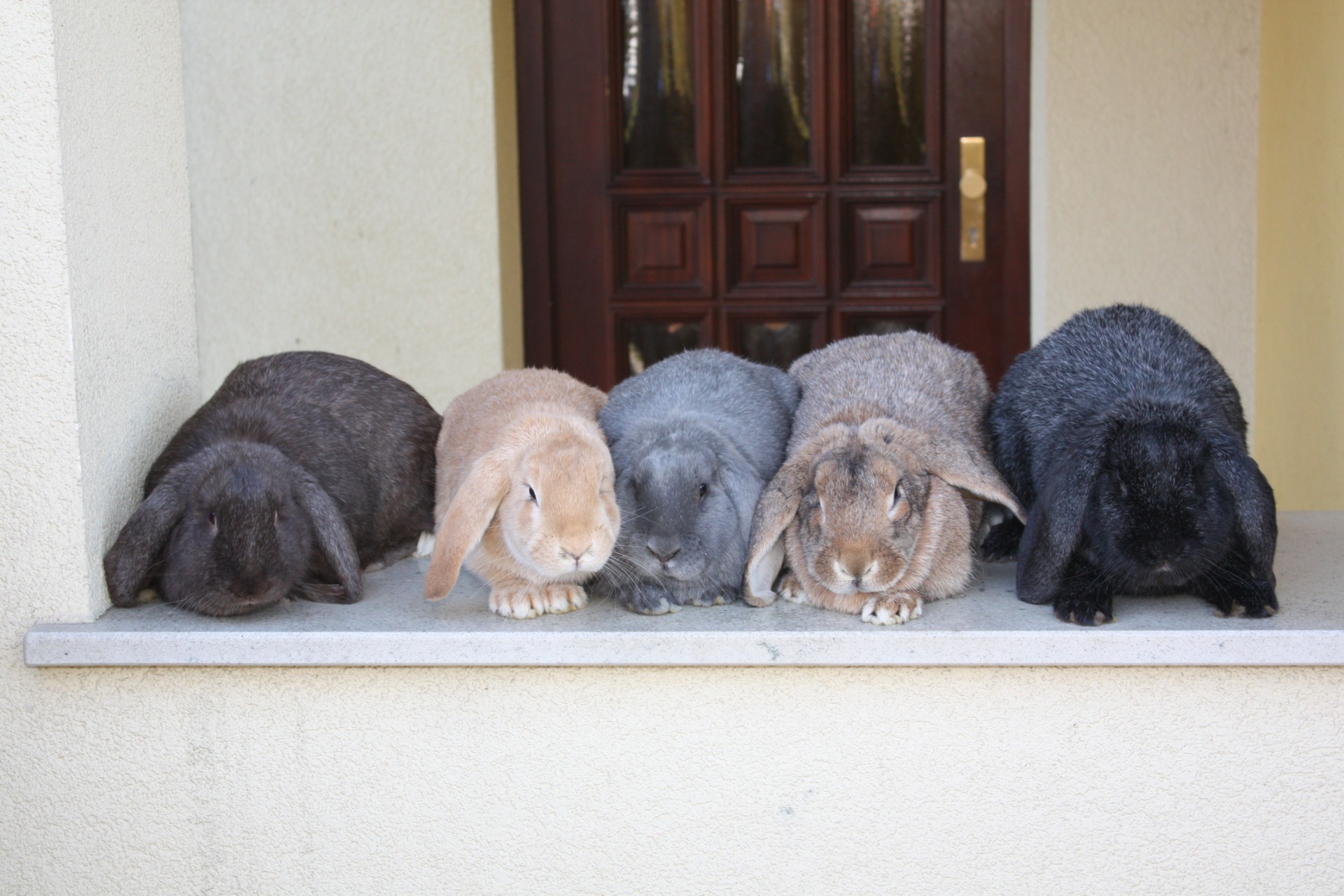                                                                Bélier Meissner havane – crème – bleu – brun et noir