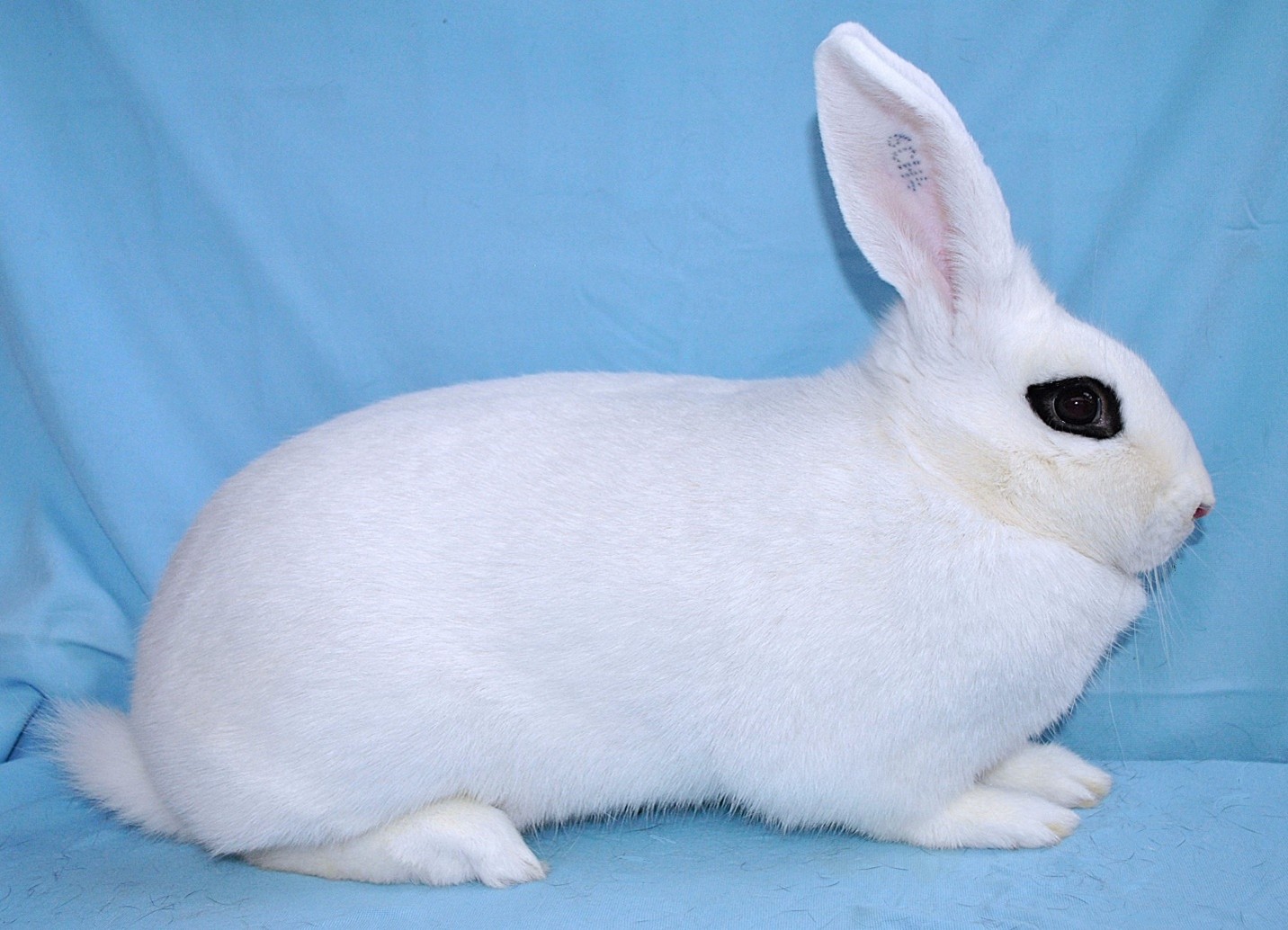                    Blanc de Vendée – photo Eddy MAYEUR