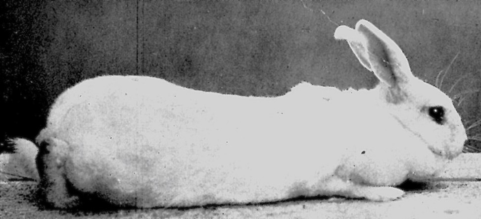 Géant Blanc de Hotot à Mme Bernhard  avril 1923