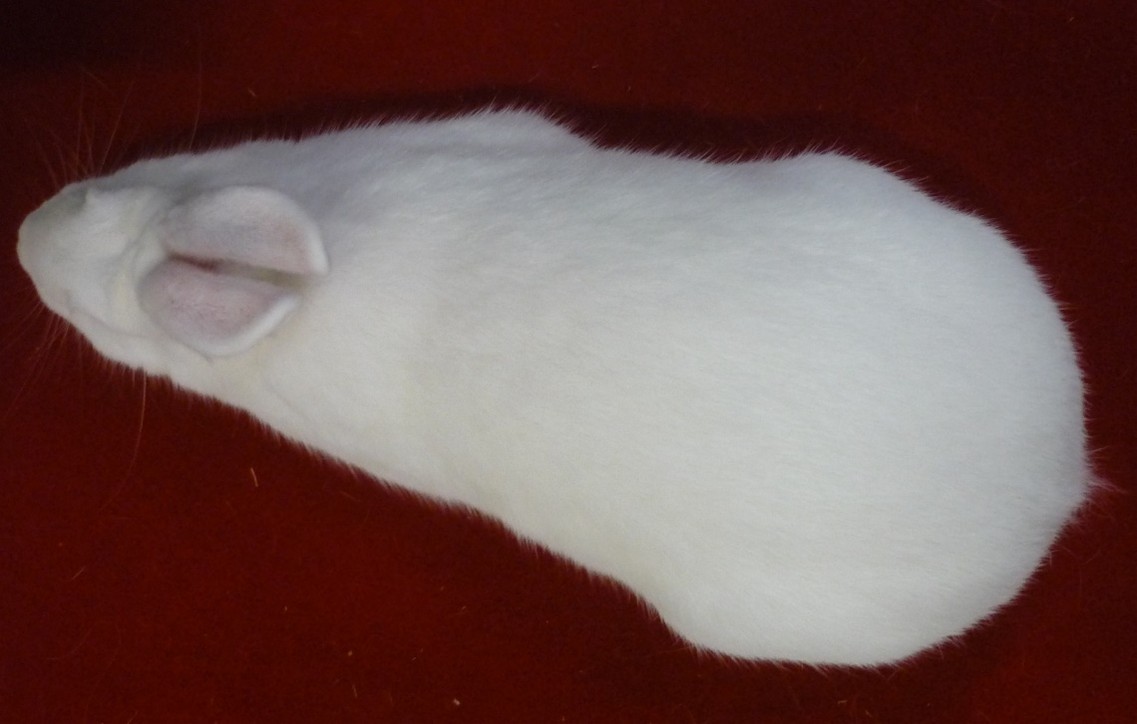 Vue de dessus – photo J-J. MENIGOZ